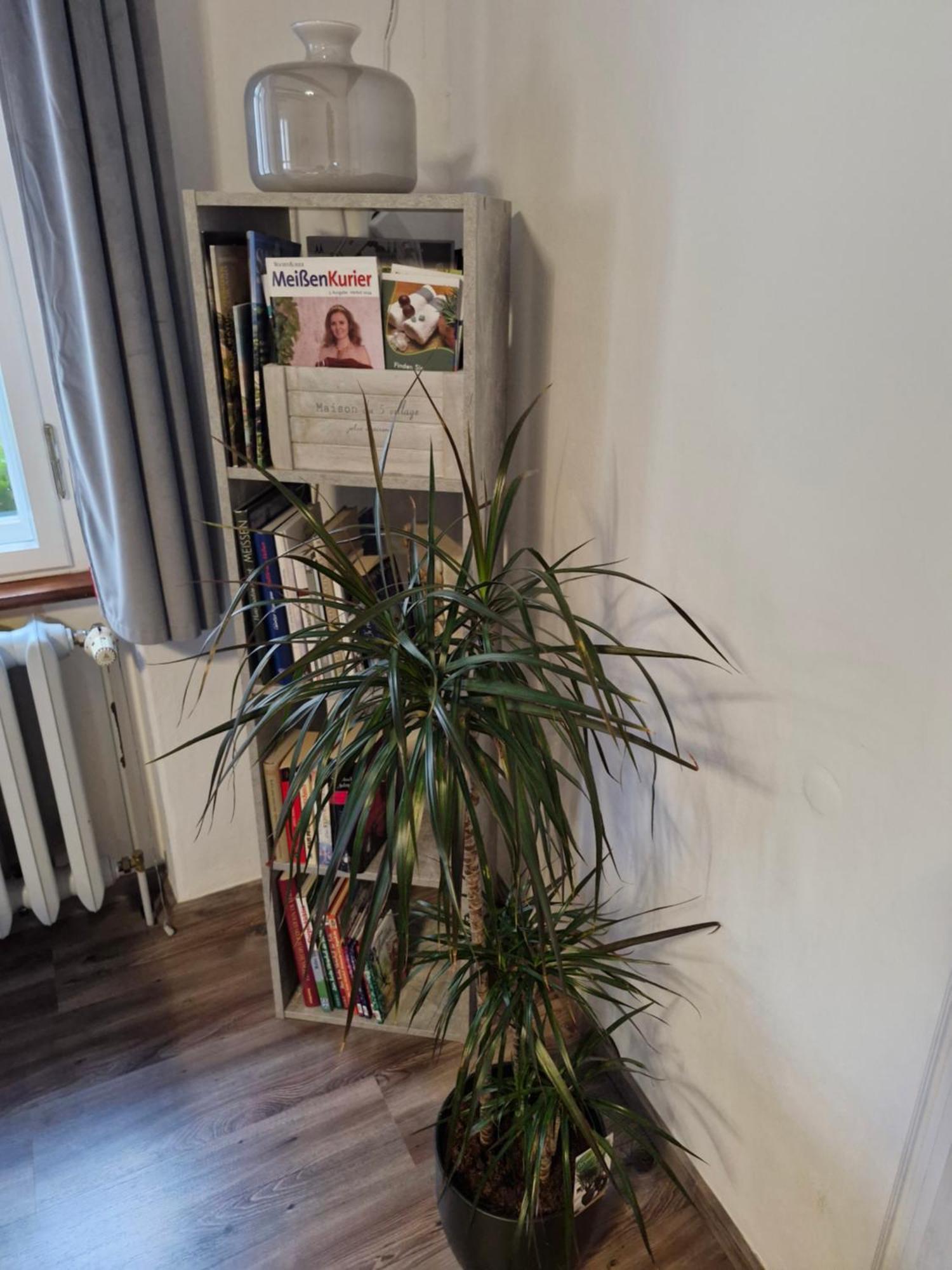 Ines Wolf In Der Meissner Innenstadt Meissen